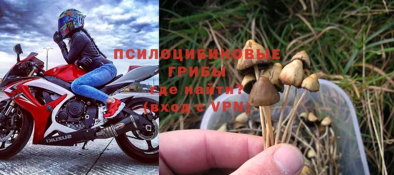 Галлюциногенные грибы Psilocybine cubensis  Камышин 