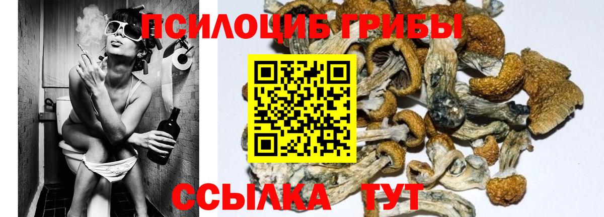 Галлюциногенные грибы MAGIC MUSHROOMS  Вход с VPN  Камышин  Псилоцибиновые грибы GOLDEN TEACHER 